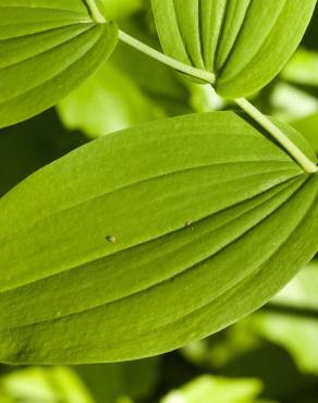 Fotografia 6 da espécie Streptopus amplexifolius no Jardim Botânico UTAD