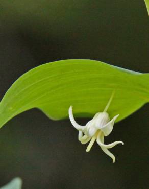 Fotografia 8 da espécie Streptopus amplexifolius no Jardim Botânico UTAD