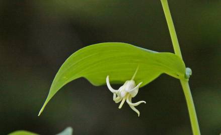 Fotografia da espécie Streptopus amplexifolius