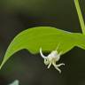 Fotografia 8 da espécie Streptopus amplexifolius do Jardim Botânico UTAD