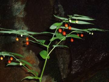 Fotografia da espécie Streptopus amplexifolius