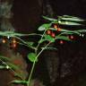 Fotografia 9 da espécie Streptopus amplexifolius do Jardim Botânico UTAD