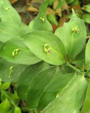 Fotografia da espécie Ruscus hypophyllum