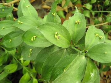 Fotografia da espécie Ruscus hypophyllum