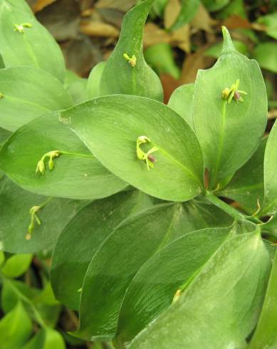 Fotografia de capa Ruscus hypophyllum - do Jardim Botânico