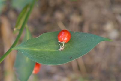 Fotografia da espécie Ruscus hypophyllum