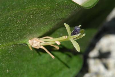 Fotografia da espécie Ruscus hypophyllum