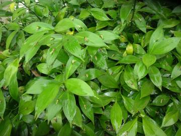 Fotografia da espécie Ruscus hypophyllum