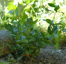 Fotografia da espécie Ruscus hypophyllum