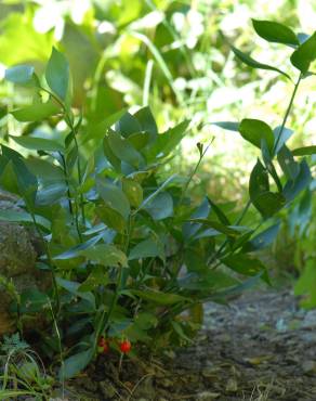 Fotografia 5 da espécie Ruscus hypophyllum no Jardim Botânico UTAD