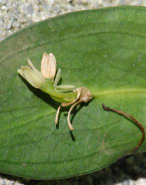 Fotografia 6 da espécie Ruscus hypophyllum no Jardim Botânico UTAD