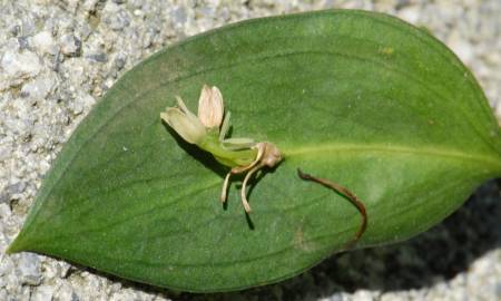 Fotografia da espécie Ruscus hypophyllum