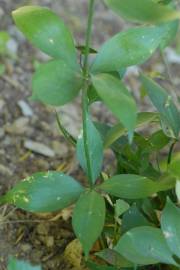 Fotografia da espécie Ruscus hypophyllum