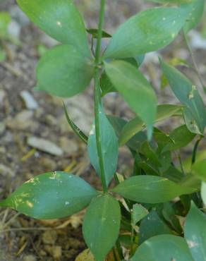 Fotografia 7 da espécie Ruscus hypophyllum no Jardim Botânico UTAD