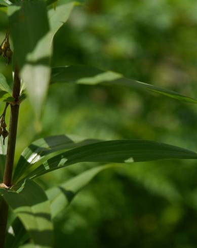 Fotografia de capa Polygonatum verticillatum - do Jardim Botânico