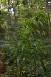 Fotografia da espécie Polygonatum verticillatum