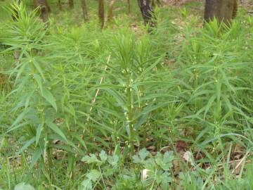 Fotografia da espécie Polygonatum verticillatum