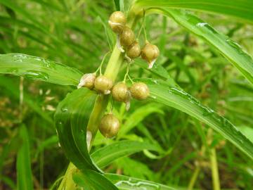 Fotografia da espécie Polygonatum verticillatum