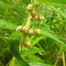 Fotografia 8 da espécie Polygonatum verticillatum do Jardim Botânico UTAD