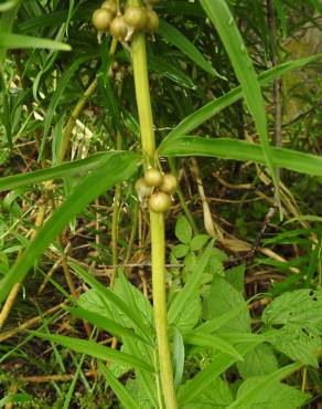 Fotografia 9 da espécie Polygonatum verticillatum no Jardim Botânico UTAD