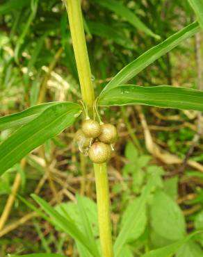 Fotografia 10 da espécie Polygonatum verticillatum no Jardim Botânico UTAD