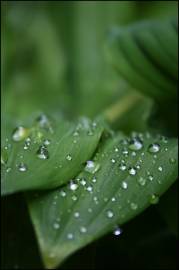 Fotografia da espécie Polygonatum multiflorum