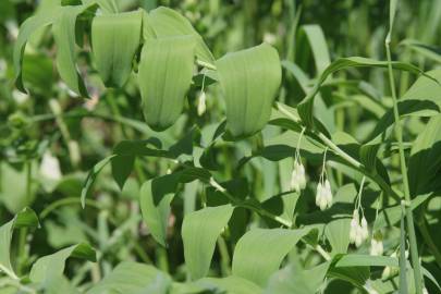 Fotografia da espécie Polygonatum multiflorum