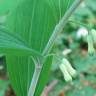 Fotografia 5 da espécie Polygonatum multiflorum do Jardim Botânico UTAD