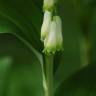 Fotografia 7 da espécie Polygonatum multiflorum do Jardim Botânico UTAD