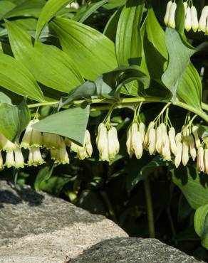 Fotografia 8 da espécie Polygonatum multiflorum no Jardim Botânico UTAD