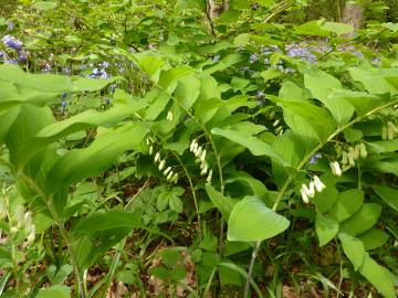 Fotografia da espécie Polygonatum multiflorum