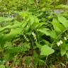 Fotografia 9 da espécie Polygonatum multiflorum do Jardim Botânico UTAD