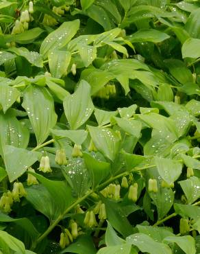 Fotografia 10 da espécie Polygonatum multiflorum no Jardim Botânico UTAD