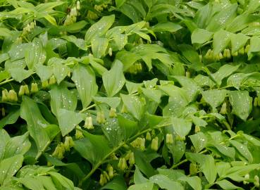 Fotografia da espécie Polygonatum multiflorum