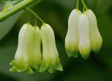 Fotografia da espécie Polygonatum multiflorum