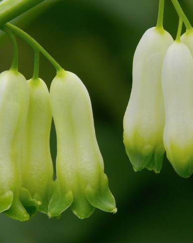 Fotografia de capa Polygonatum multiflorum - do Jardim Botânico