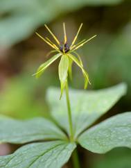 Paris quadrifolia