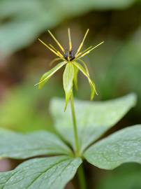 Fotografia da espécie Paris quadrifolia