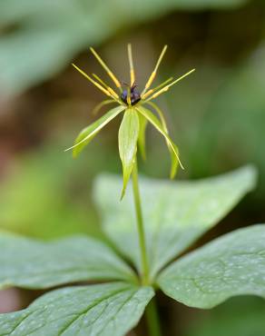 Fotografia 1 da espécie Paris quadrifolia no Jardim Botânico UTAD