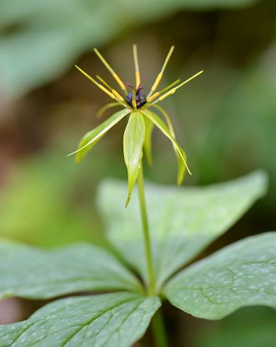 Fotografia de capa Paris quadrifolia - do Jardim Botânico