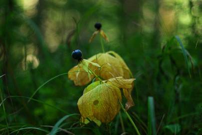 Fotografia da espécie Paris quadrifolia