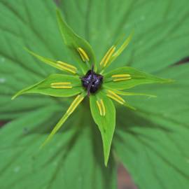 Fotografia da espécie Paris quadrifolia