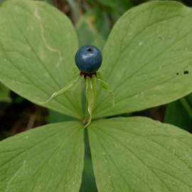 Fotografia da espécie Paris quadrifolia