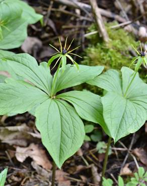 Fotografia 6 da espécie Paris quadrifolia no Jardim Botânico UTAD