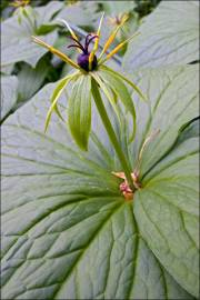 Fotografia da espécie Paris quadrifolia