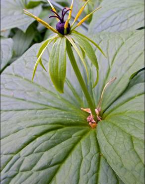 Fotografia 7 da espécie Paris quadrifolia no Jardim Botânico UTAD