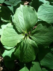 Fotografia da espécie Paris quadrifolia