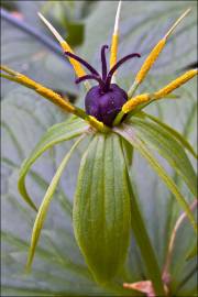 Fotografia da espécie Paris quadrifolia