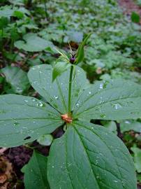 Fotografia da espécie Paris quadrifolia