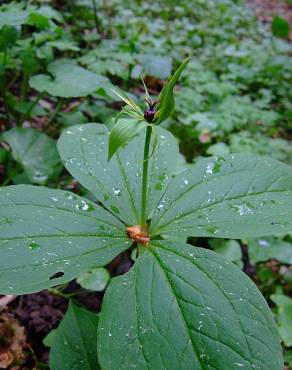 Fotografia 10 da espécie Paris quadrifolia no Jardim Botânico UTAD